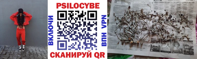 дарнет шоп Краснознаменск Галлюциногенные грибы Psilocybe